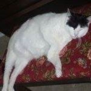 Meet your Posher, Nickie